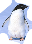 The Penguin Alliance