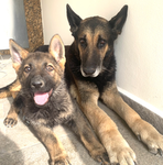 Alex’s channel my dog group