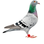 Big Pigeons