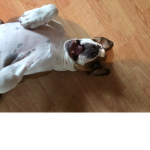 this group has a weird dog picture