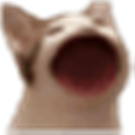 Popcats Have Rights