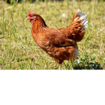 Chicken group by Amelia