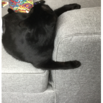 The cat hugs the couch