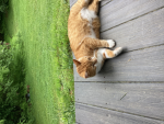 Pickle's cat army