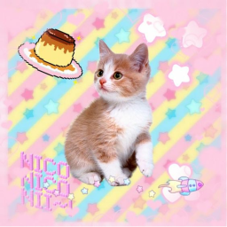 🐾🎀(๑´ω｀๑).