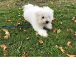 Summer’s puppy