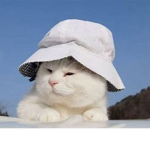 Raiinbow Cat