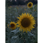 Alissa sunflower squad ....