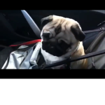 Pug love54545454