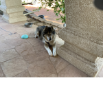 Wolf nation (help wolves)