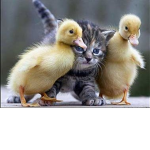 Super DUCK Squad