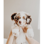 Puppy cup