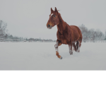 Maple Herd Stables