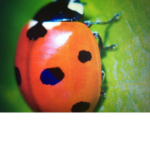 The ladybug girl squad