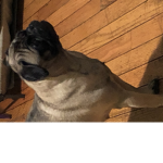 Pug group cute