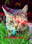 Staring cat army 2.0