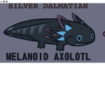 Ragey axolotl