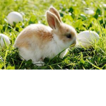 Bunny Oofers