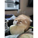 ~Kitty aesthetic~