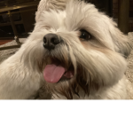 The puppy fan group!