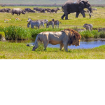 ~•Save the Wild-life•~