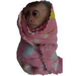 Cute Monkey in a Pink Towel