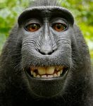 The monkey boys587