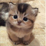 kitten group team