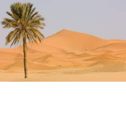 The Desert
