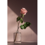 xxROSESVIBESxx