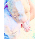 Swag people dog demos