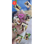 노랭이 젖소