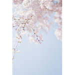 Flower & Twigs