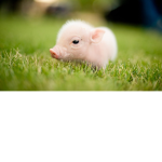Piggy Powers