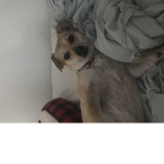 Ivy the sea lion dog