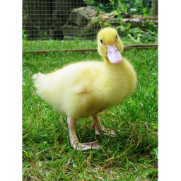 DUCKLINGS