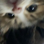 か HvnShd