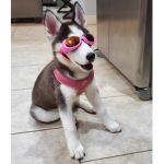 JASMINE DOGGO SQUAD