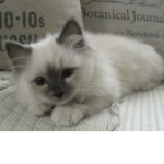 Baby yoda sqad