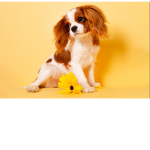 Exotic dog queens