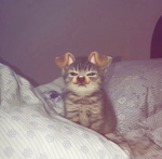 .meows