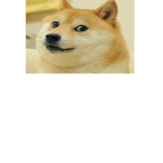 feeling like a doge