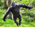 Monkey fan page