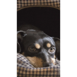 The Cute dog people