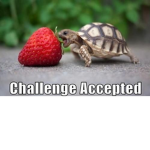 Turtle Studios!