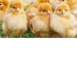 Chicken Fan Group (official)