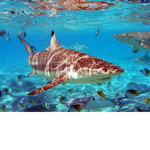 GODLY SHARKS