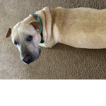 Save my doggy