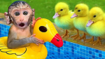 International Ducky Crew
