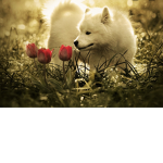 Da SunFlower Wolfie Army